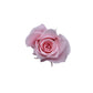 ANTLIA - 5 Mini Eternal Roses in Clear Acrylic Box