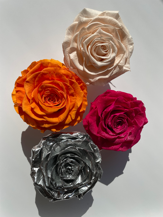 The Most Popular Rose Colors & Their Meanings