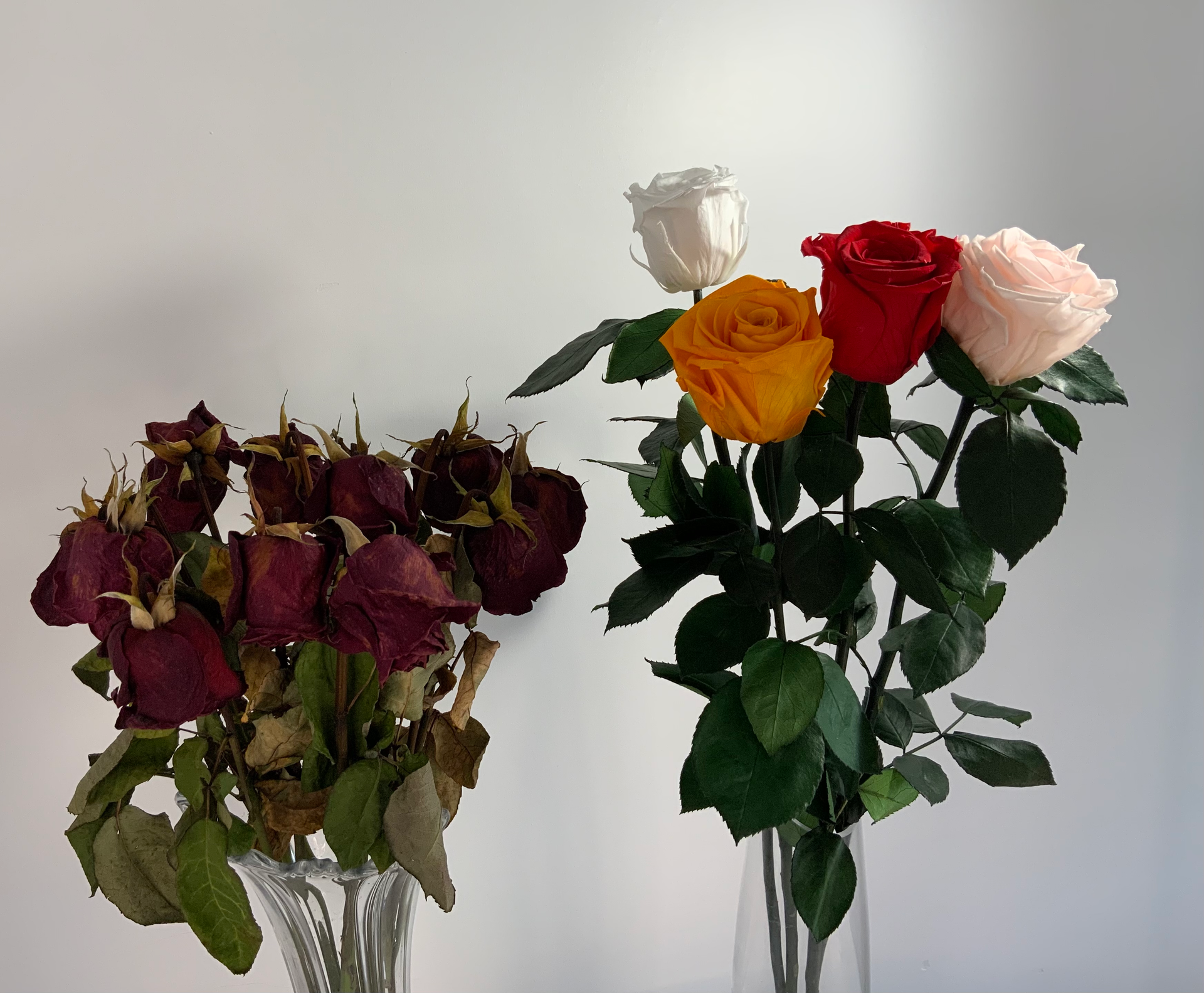 Load video: Video showing fresh-cut roses next to our eternal roses. This 2 week time-lapse shows fresh how roses wilt while eternal roses remain looking fresh.
