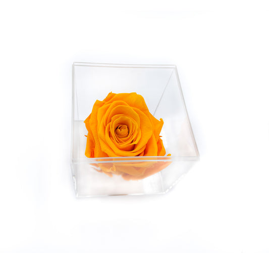 FAIRY - Tête de rose éternelle unique dans une boîte transparente