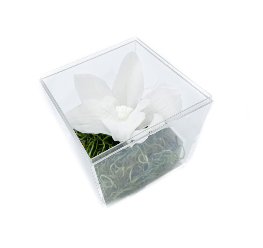 GRACIE - Orchidée en boîte transparente