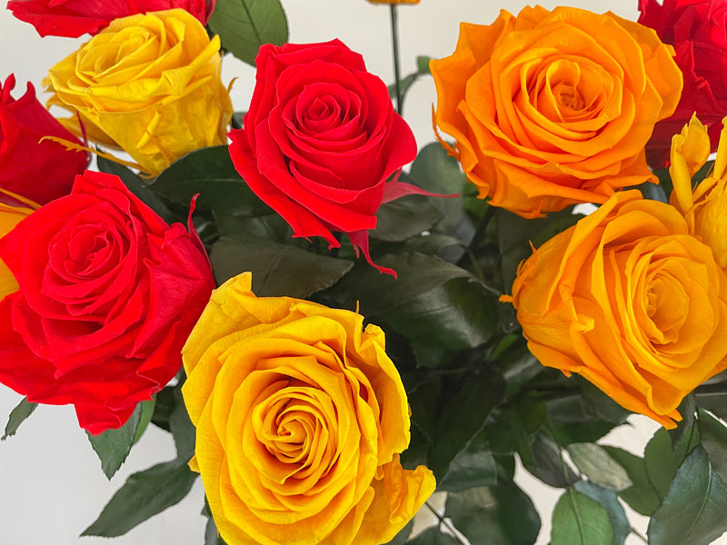 RADIANT - Bouquet Coloré de Roses Éternelles