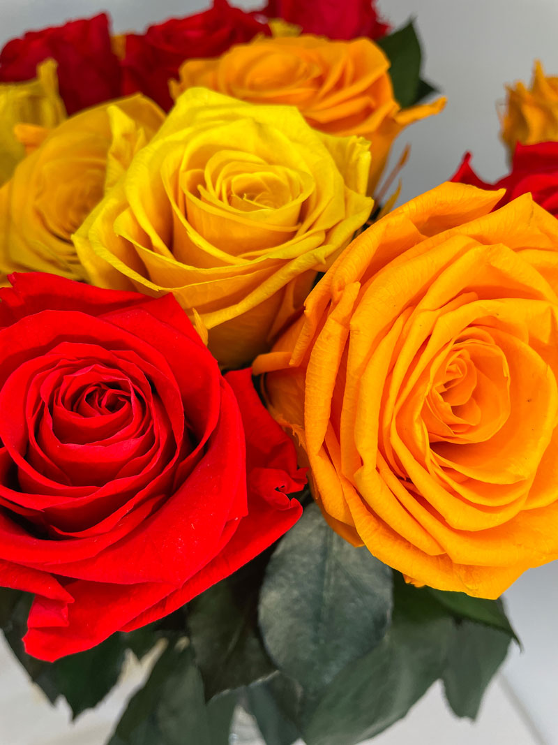 RADIANT - Bouquet Coloré de Roses Éternelles