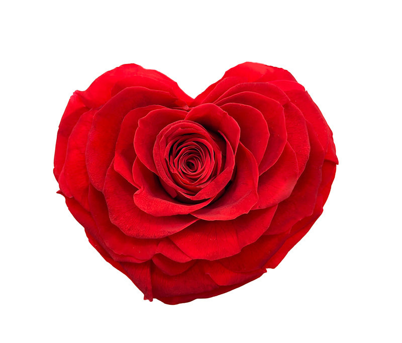 TESORO MIO – XL Rose éternelle en forme de cœur dans un coffret raffiné
