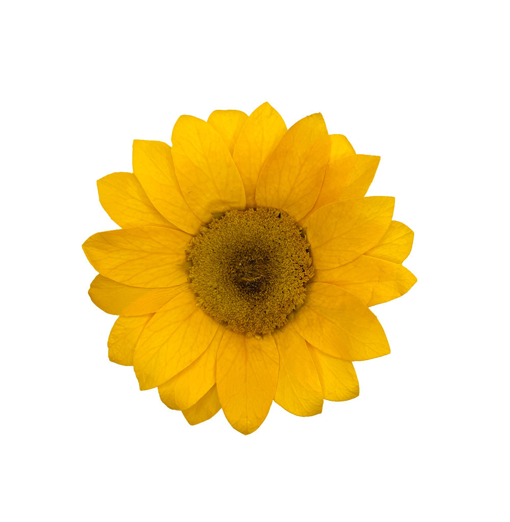 An eternal yellow sunflower 