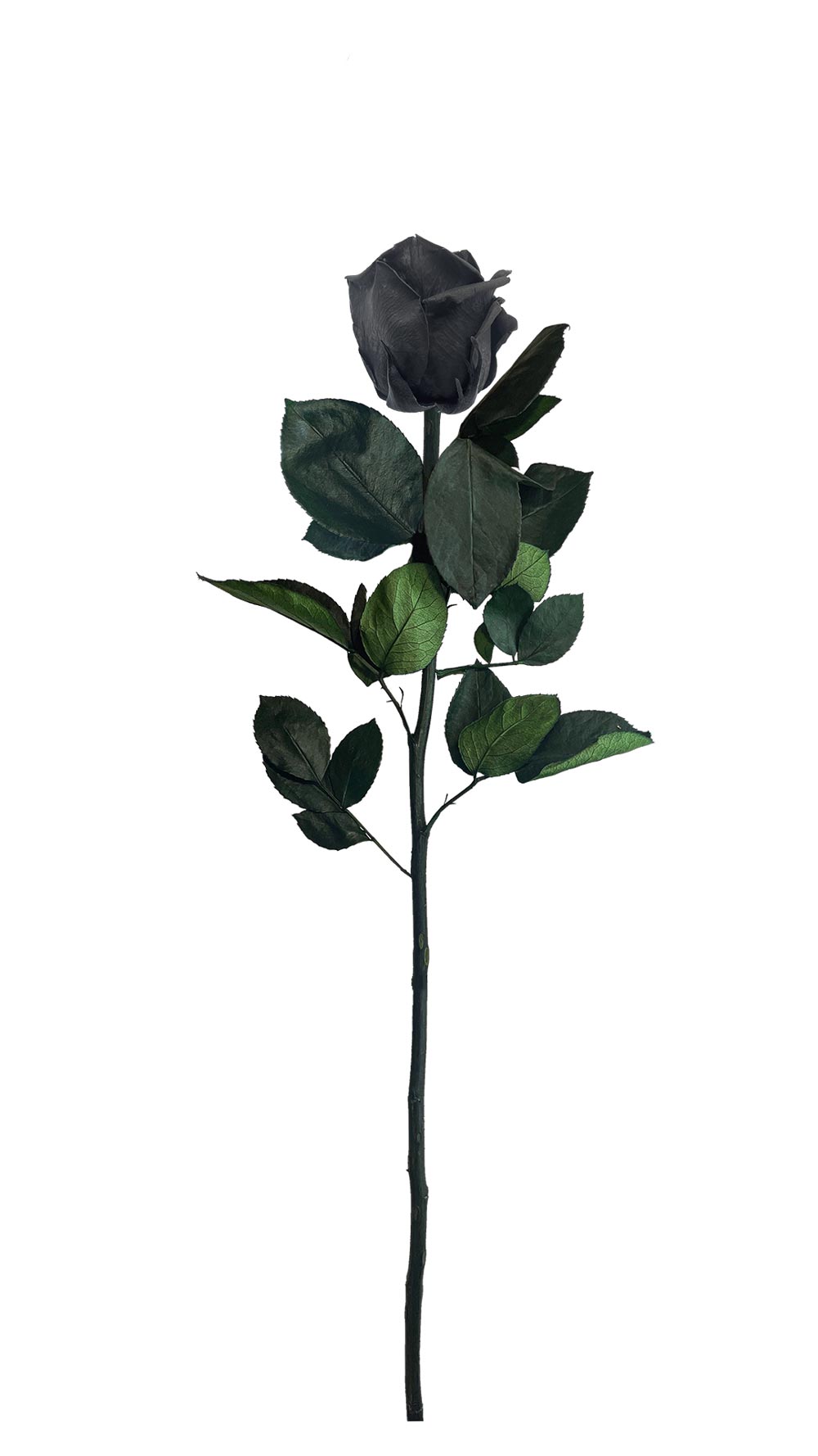 DAYDREAM – Rose éternelle avec tige