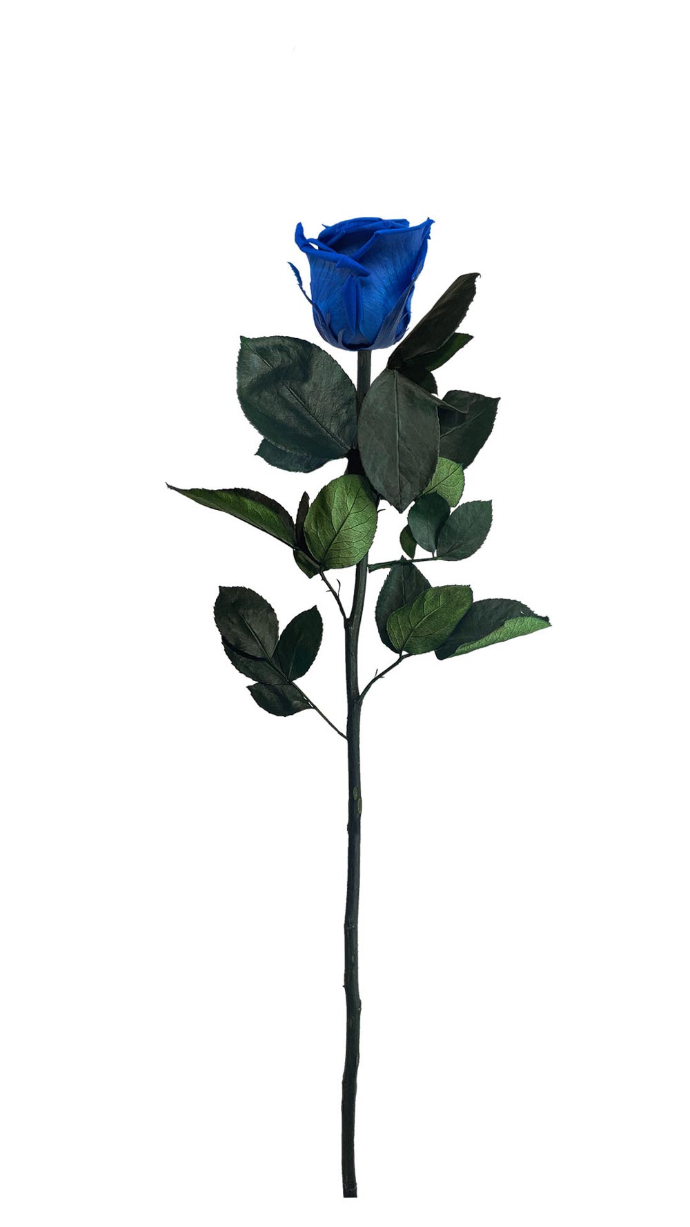 PRAGMA – Roses éternelles avec tige dans un coffret cadeau luxueux