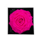 MAIA – XL Rose éternelle dans une boîte acrylique Deluxe