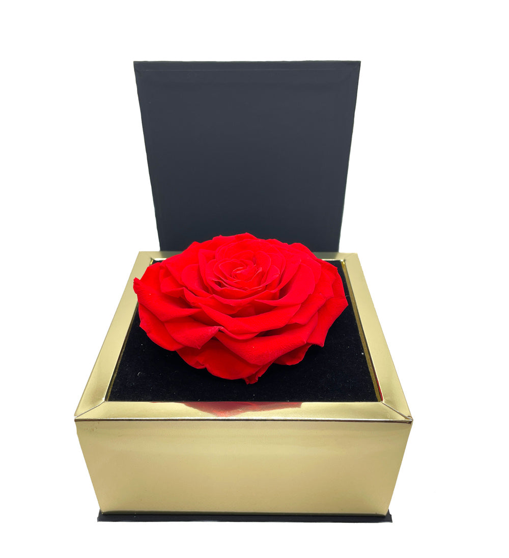 ESTELLA – XL Rose éternelle dans un coffret raffiné