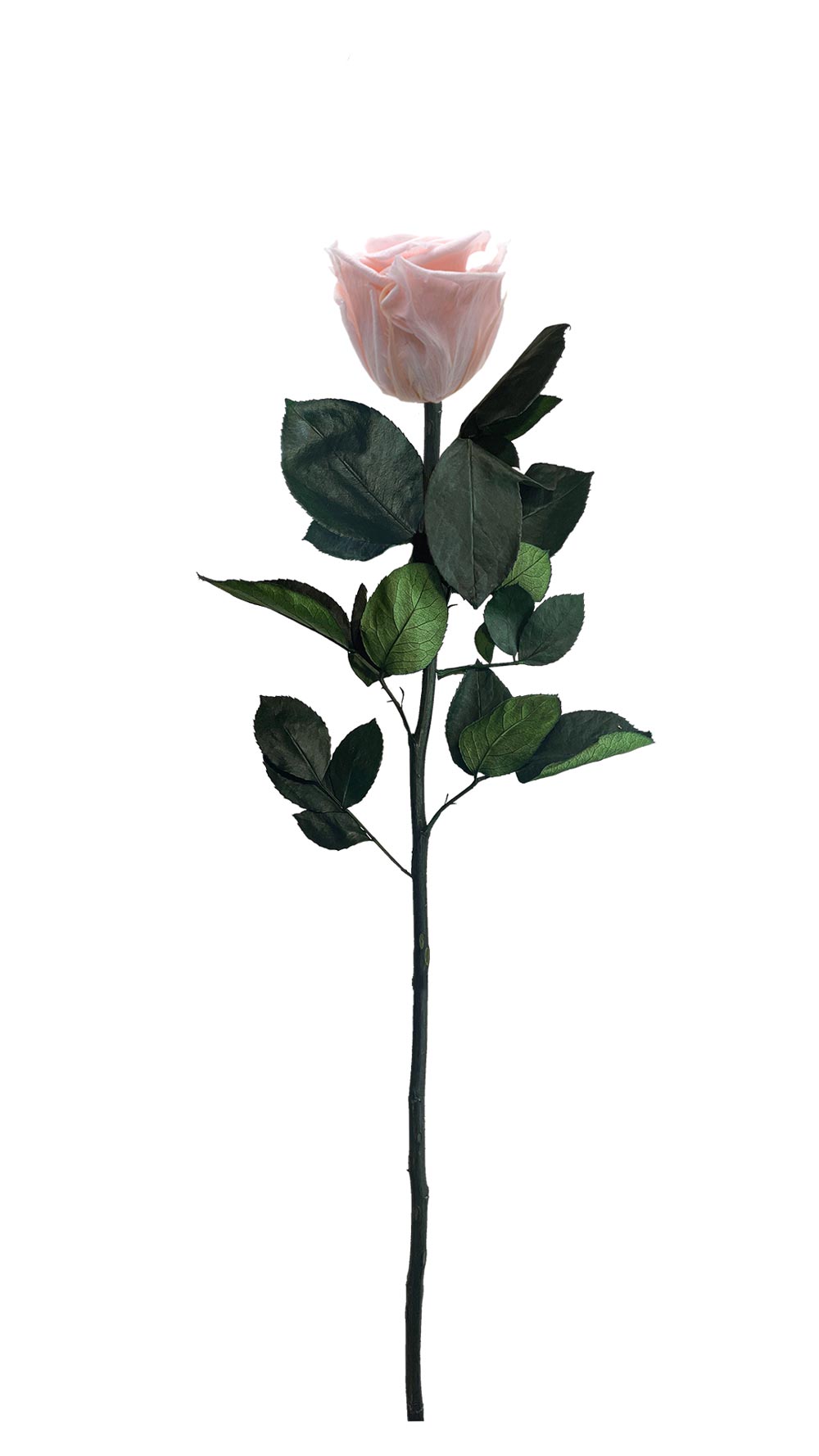 DAYDREAM – Single Eternal Rose with stem