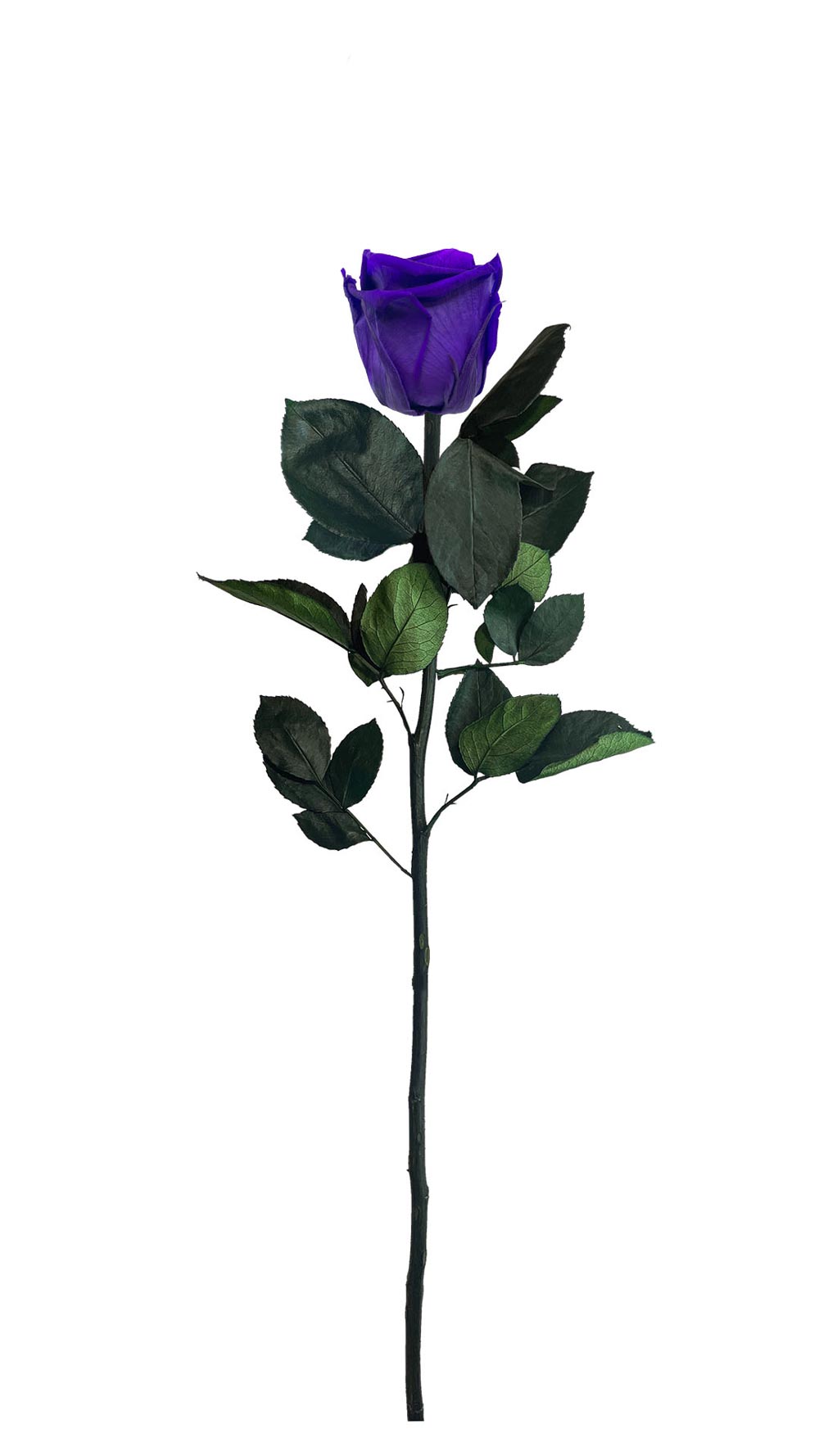 PRAGMA – Roses éternelles avec tige dans un coffret cadeau luxueux