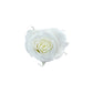 MYRIAD - 5 Mini Eternal Roses in Acrylic Jewelry Box