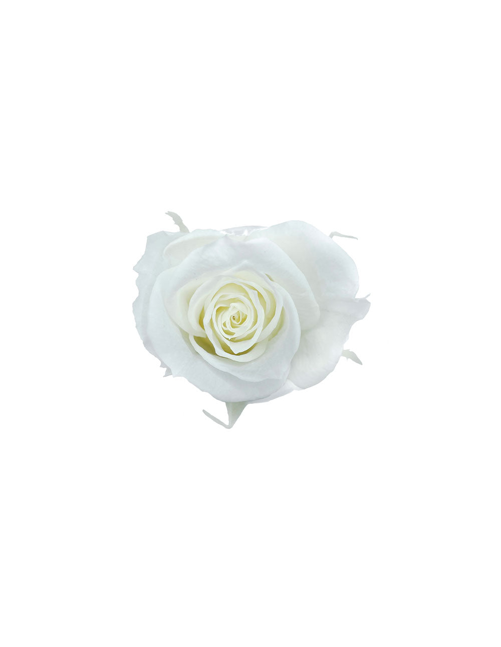 MYRIAD - 5 mini roses éternelles dans une boîte à bijoux en acrylique